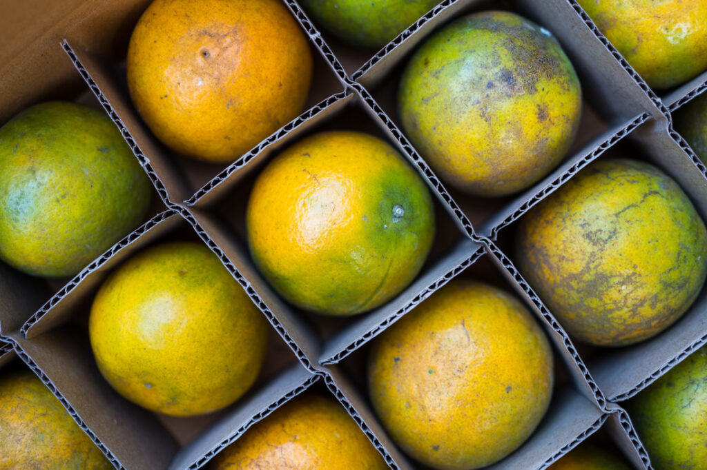 Importeure & Exporteure